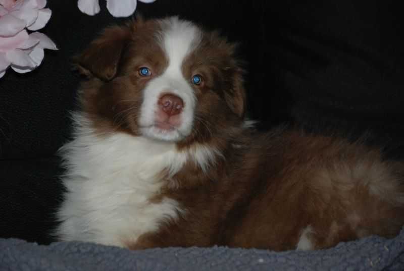 Suczka Border Collie / czekoladowo -biała