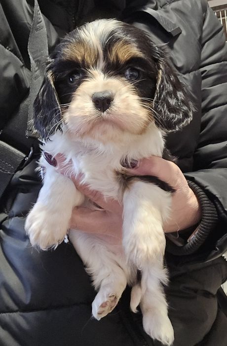 Cavalier King Charles Spaniel piesek 1
