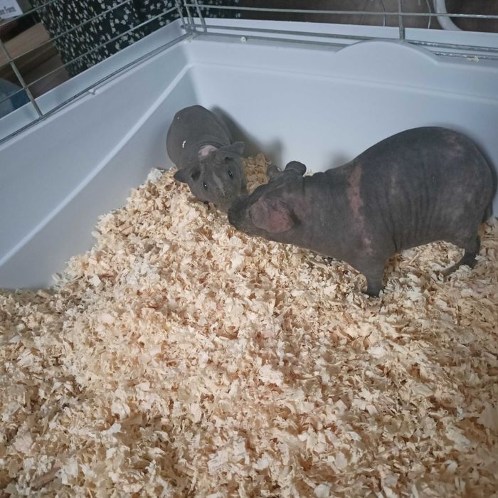 Skinny 2 chłopaki OKAZJA ŚWIĄTECZNA!!!