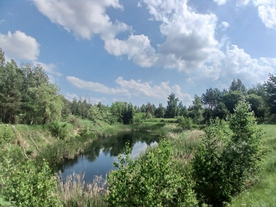 125 соток з соснами, власна водойма, прямий вихід до лісу Мотижин