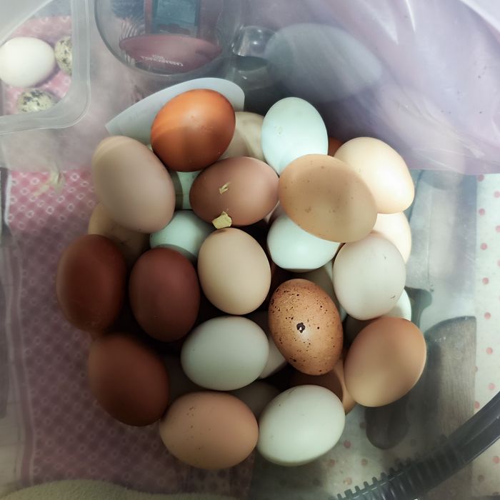 Ovos caseiros faça a vossa encomenda