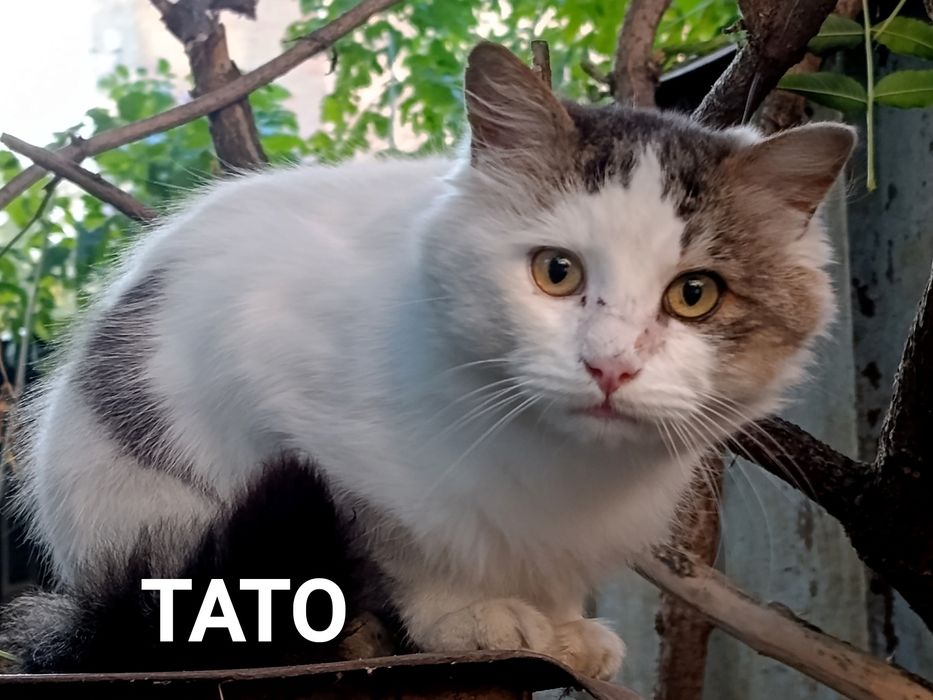 Подаруйте дім та серце кошенятам!