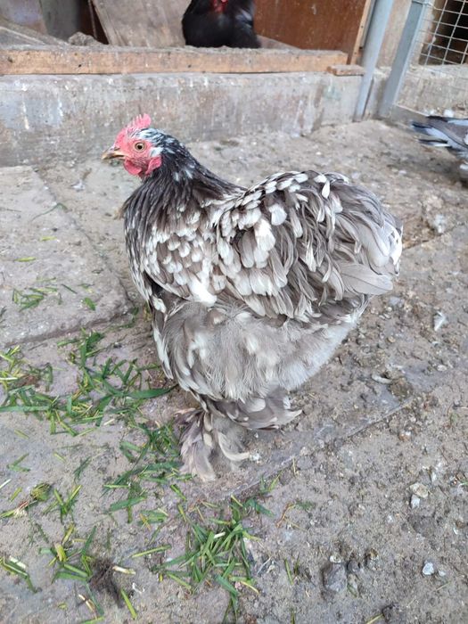 Продам півники і курочки