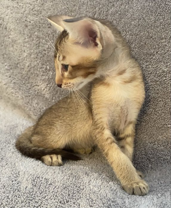 Орієнтальний хлопчик