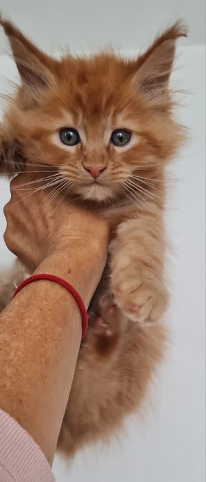 Maine Coon Rudy kocurek śliczny