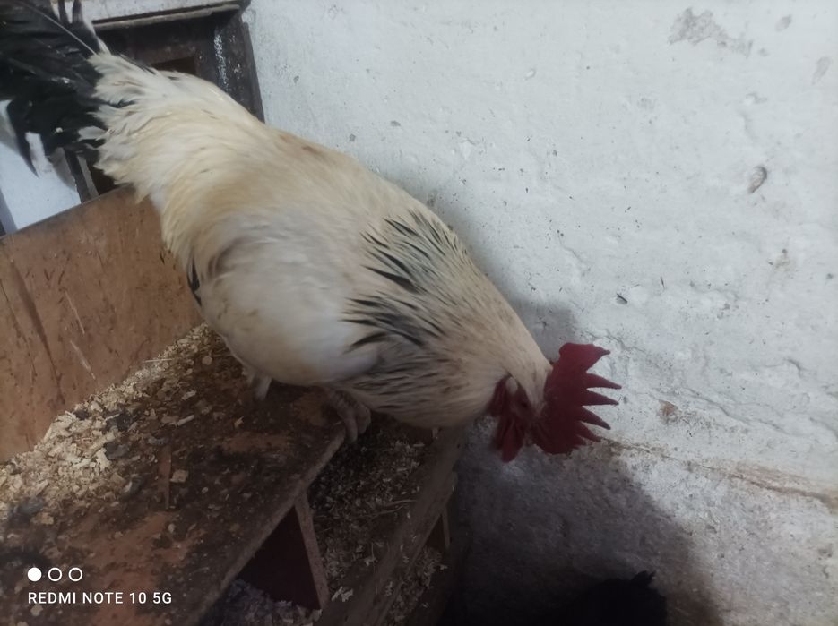 Kury kurczaki liliputki