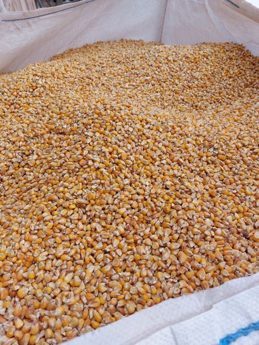 Kukurydza sucha, cała, kruszona, mielona