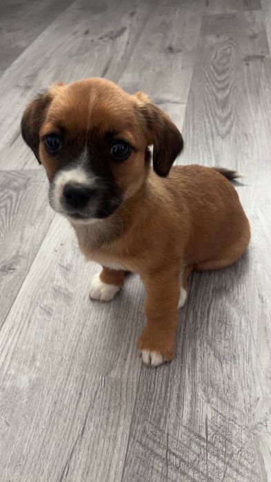 Собачок в добрі руки тернопіль місто бучач