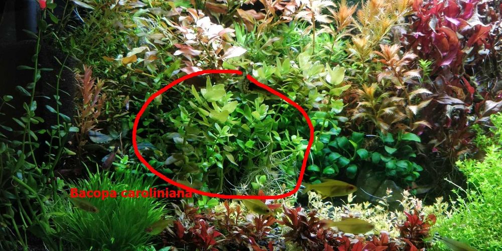 Roślina do akwarium Bacopa caroliniana/Colorata - sadzonki