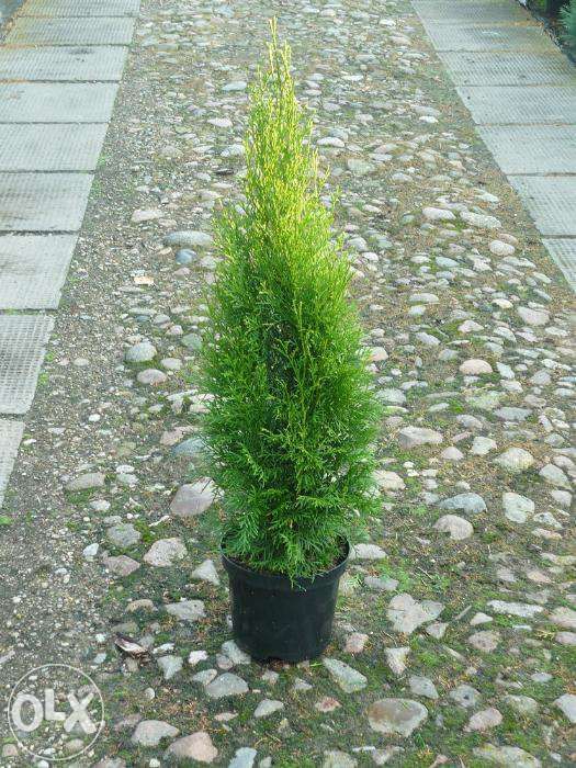 Tuja szmaragd, thuja smaragd