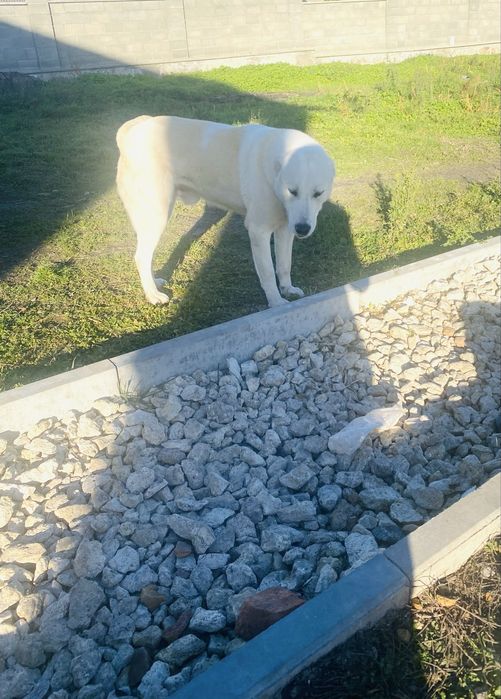 Алабай середньоазіатська вівчарка