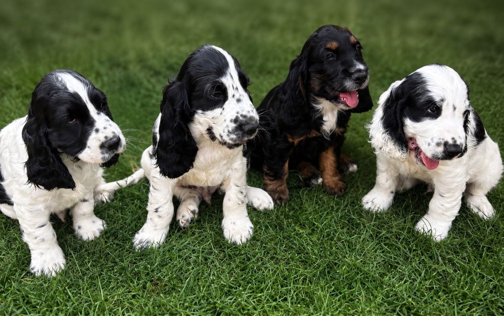 Piesek cocker spaniel angielski z rodowodem