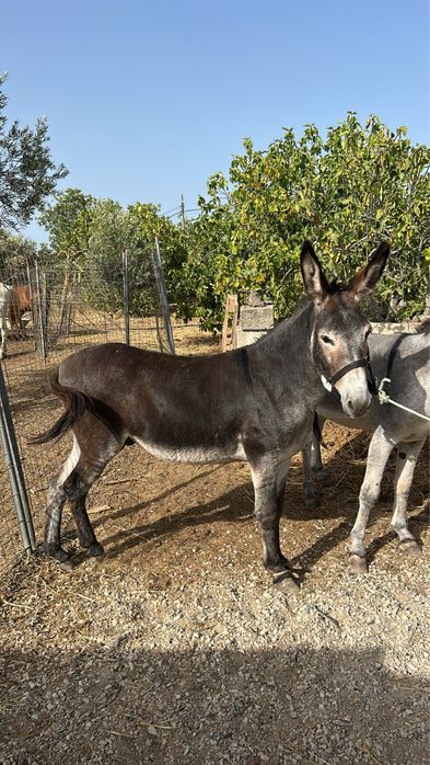Vendo parelha de burros