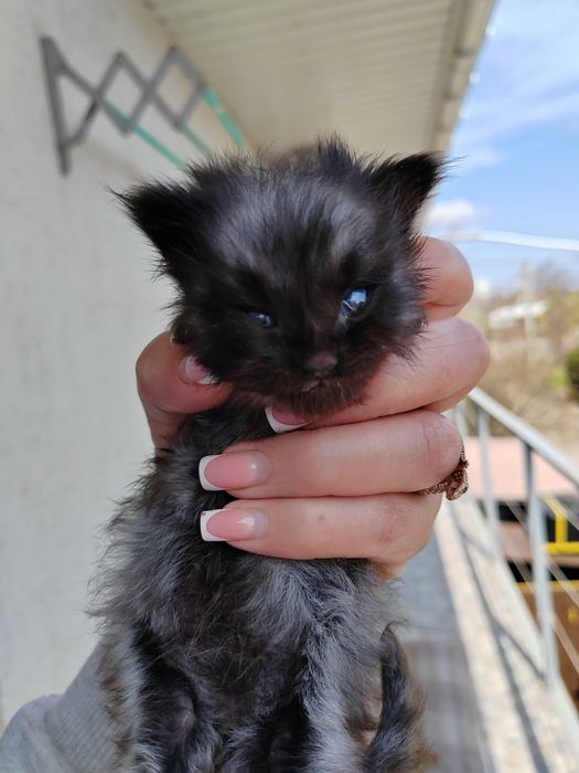 Котенок Мейн Кун, черный дым, Black Silver