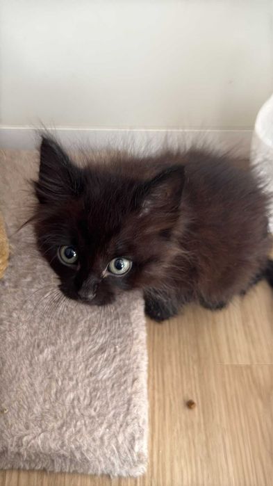 Gato bebé macho para adoção responsável