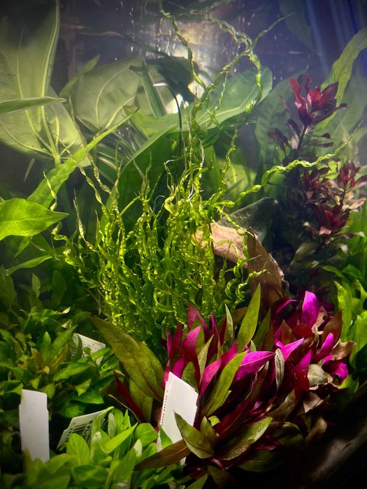 Krewetka Black Crystal TINA ZOO Zabrze