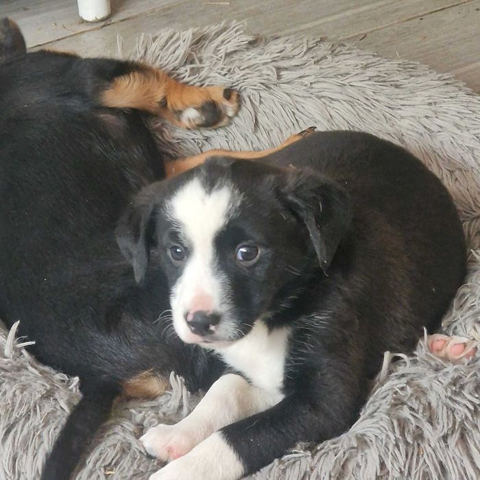 Szczeniaki do adopcji,dziewczynki.