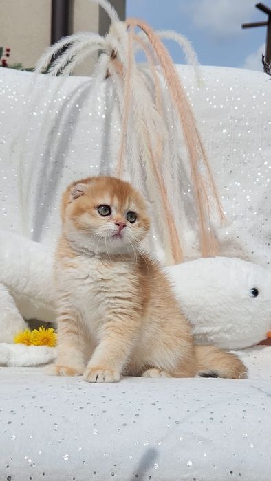 Шотландське кошеня золота шиншила