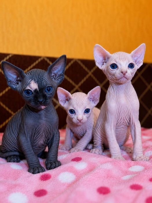 котята кандский сфинкса