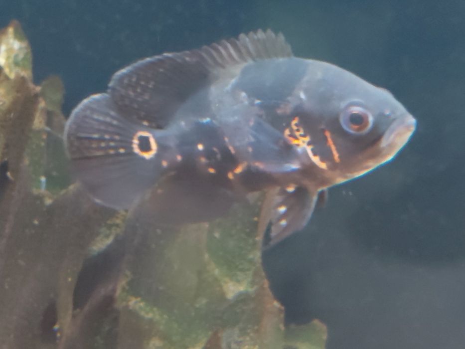 Venda peixes Óscar