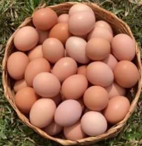 Ovos caseiros dos DIAS