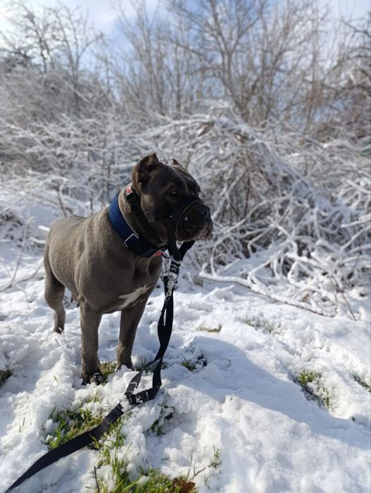 Цуценята КАНЕ КОРСО 2 місяці.