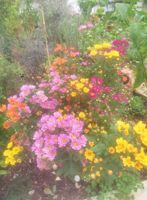 Decoração,limpeza e manutenção jardins, espaços verdes, lagos..