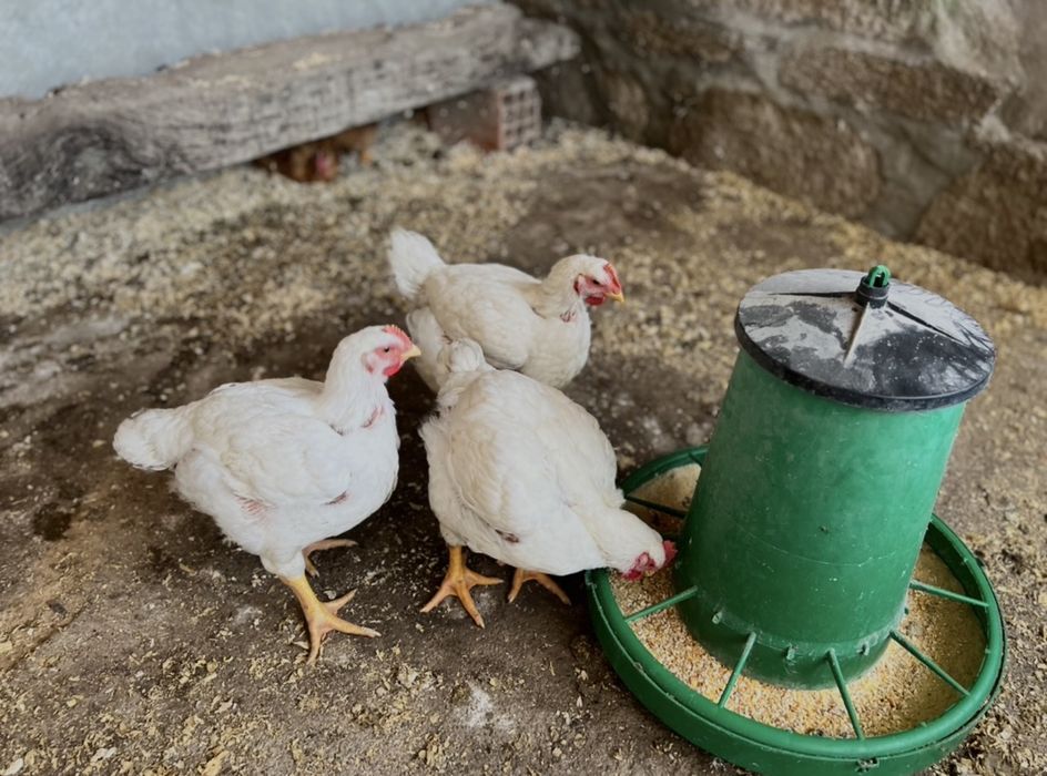 Familia Acolhimento Moradia De Aldeia Macieira de Rates