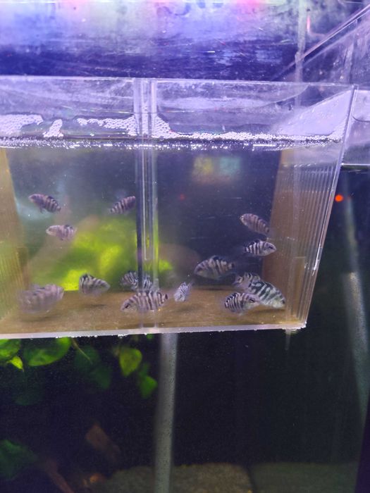Urgente Aquariofilia, aquário, plantas e peixes