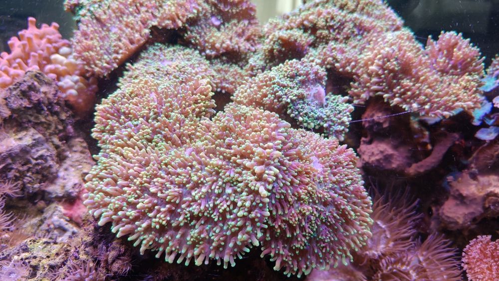 Rhodactis indosinensis FLUO green mushroom
