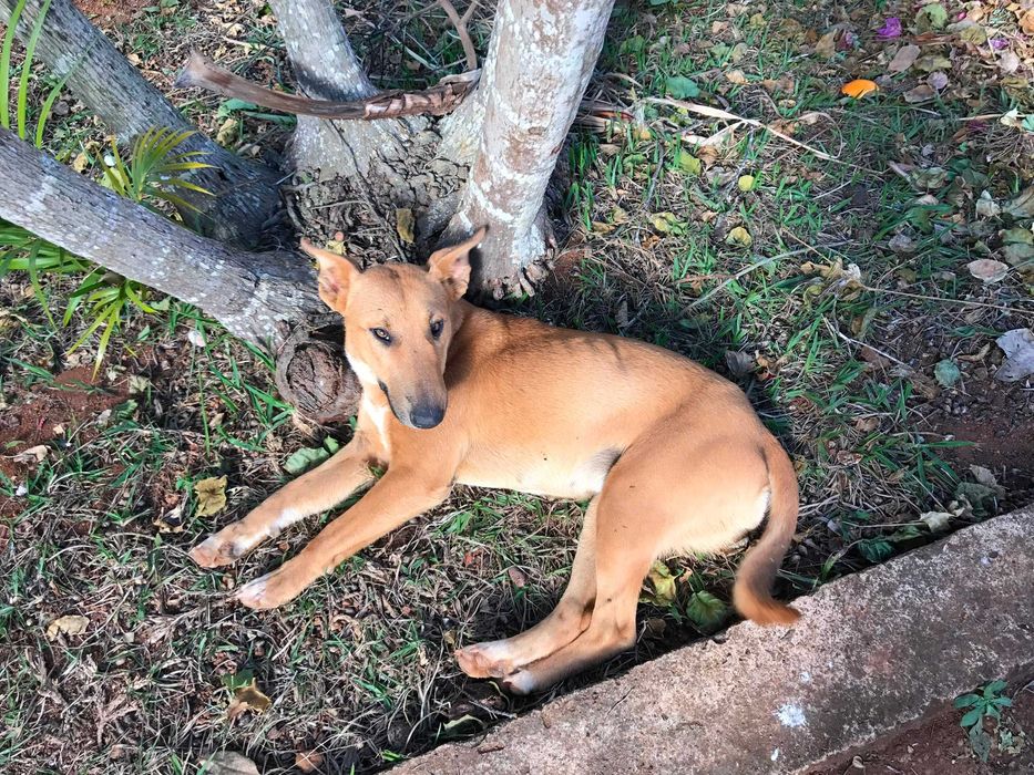 Alojamento familiar para animais / pet sitting / hotel para animais / banhos / tosas / passeios