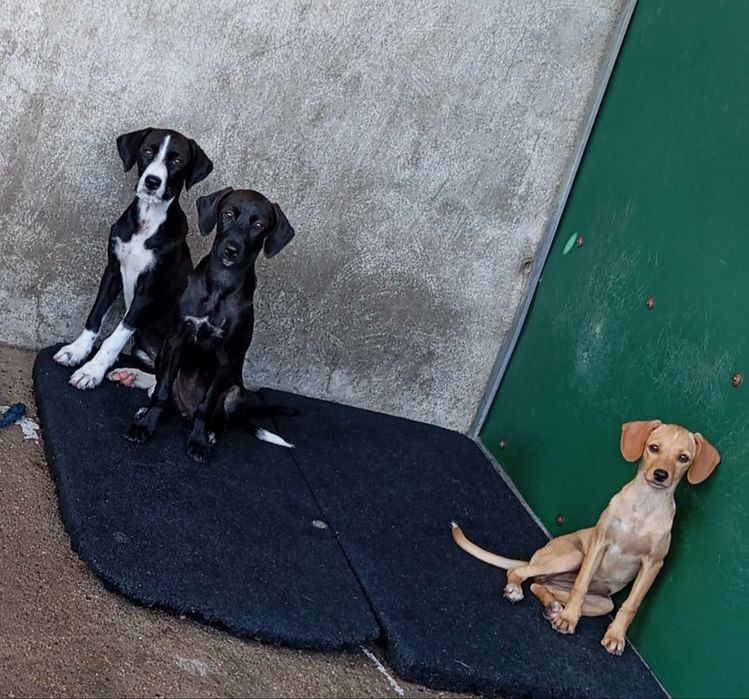 Bebés lindas para adoção responsável