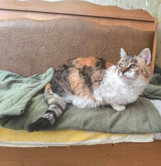 Отдам кошку трехцветку, стерилизована, 1 год