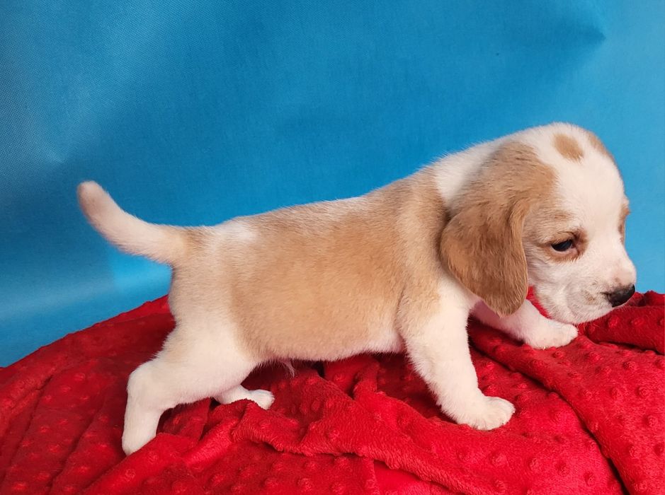 Beagle piesek sprzedam