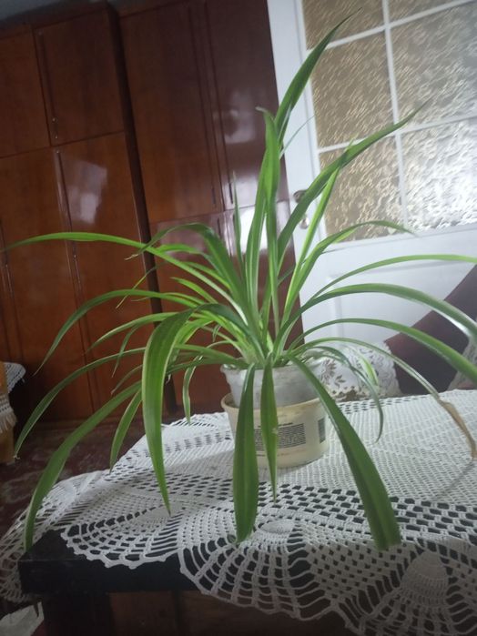 Хлорофітум, вазон