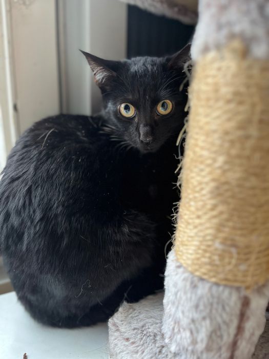 Czarny, młody kotek do adopcji. Borysek szuka domu!