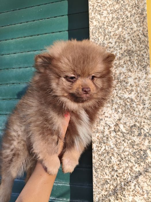 Spitz Alemão anão