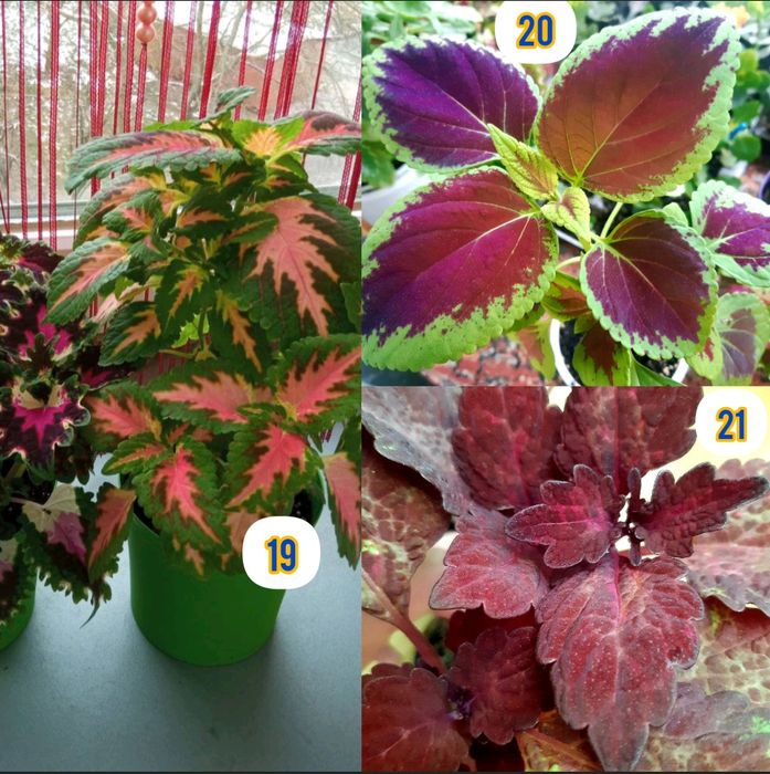 Колеус свіжозрізан укорінені вазон в горщику на клумбу подарунок кашпо