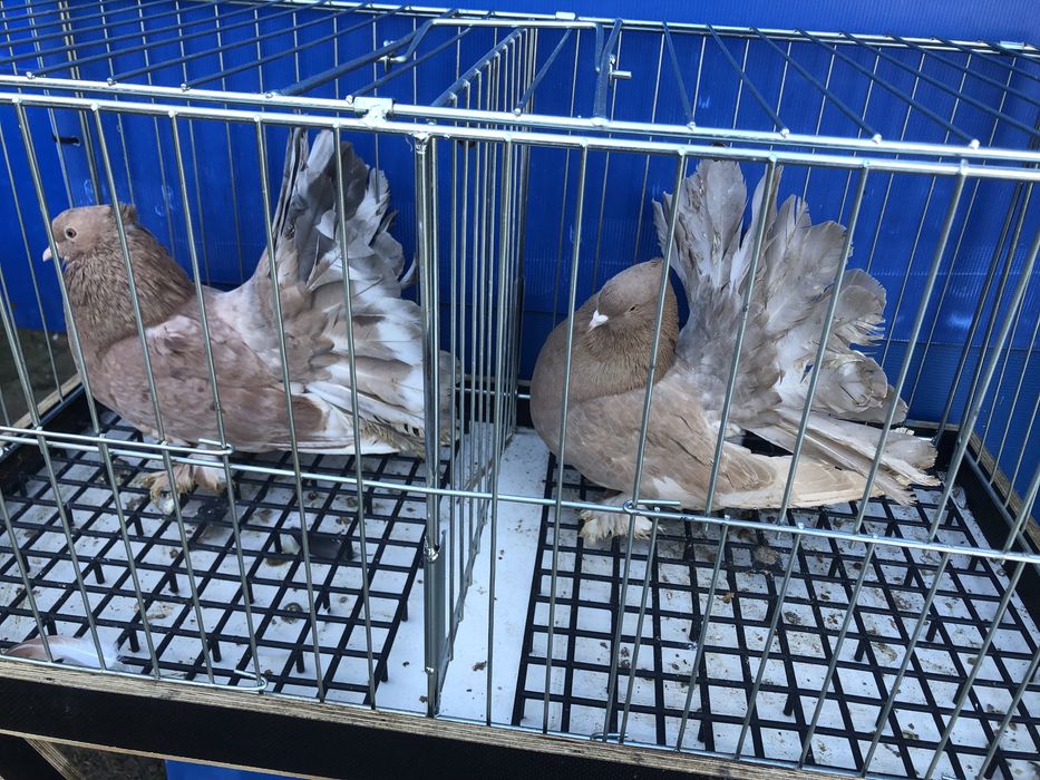 Pawiki indyjskie pary