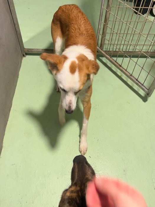 COOKIE - cachorro para adoção responsavel