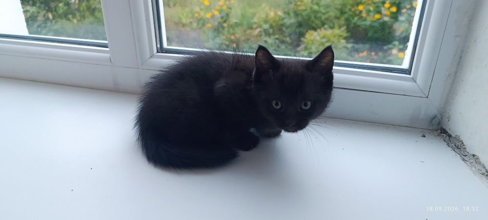чорний котик кошеня
