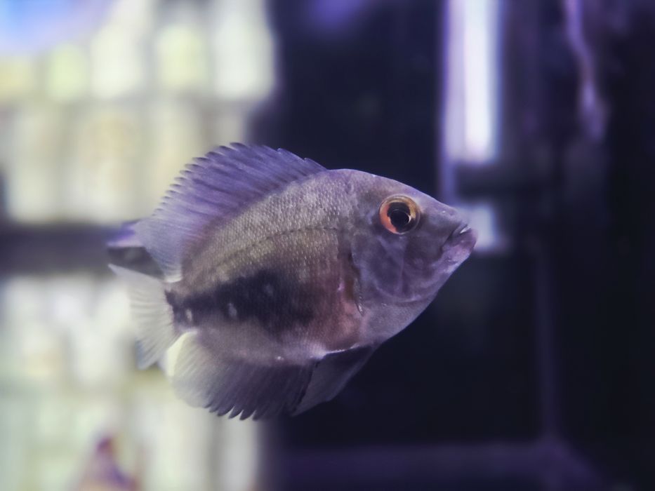 Pielęgnica uaru (Uaru amphiacanthoides)