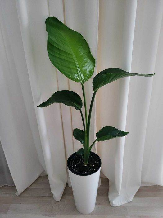 Strelicja biała (Strelitzia nicolai) 97cm z doniczką