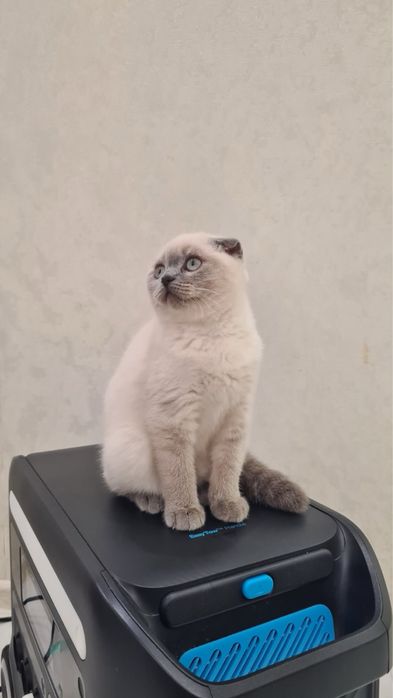 Шотландская вислоухая кошечка /Scottich fold