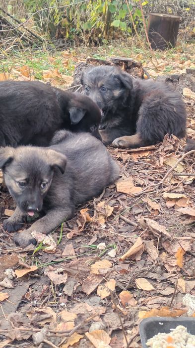 Щенки на выбор, добрым людям