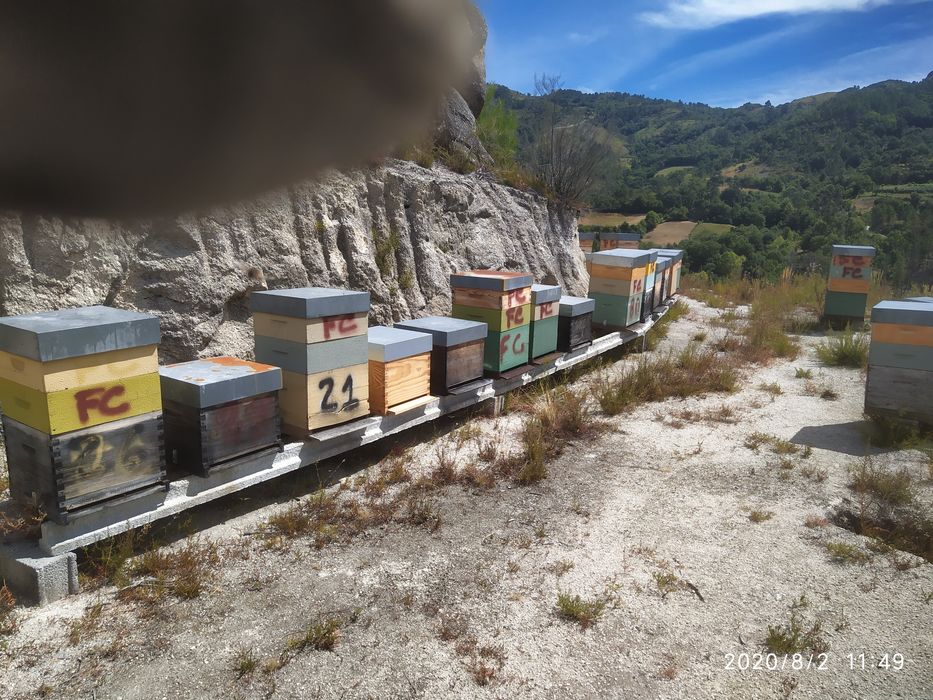 Mel de urze, de melada e multifloral