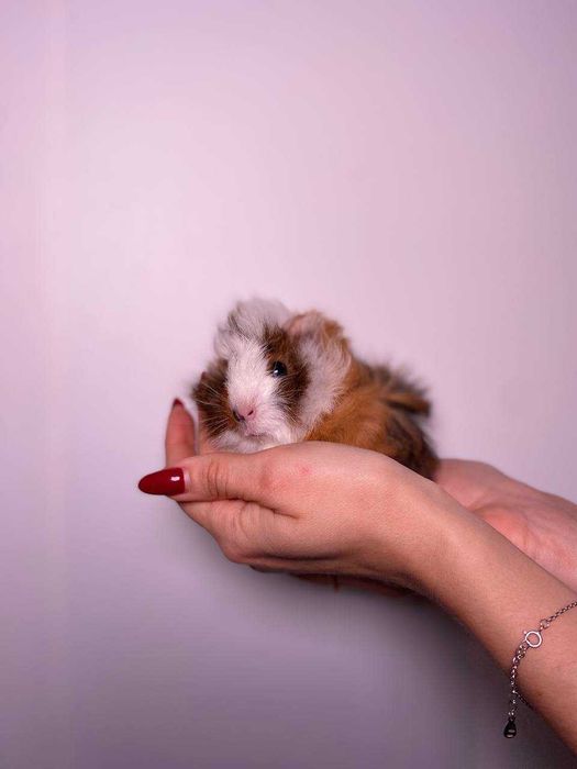 Морська свинка ручний та ласкавий улюбленець