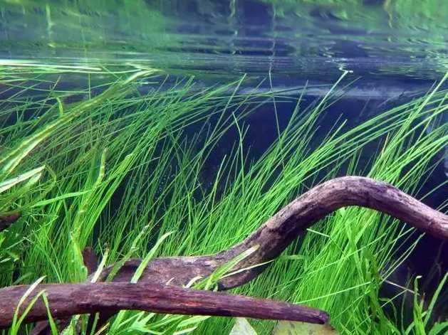 Ситняг Гигантский. Растения для аквариума