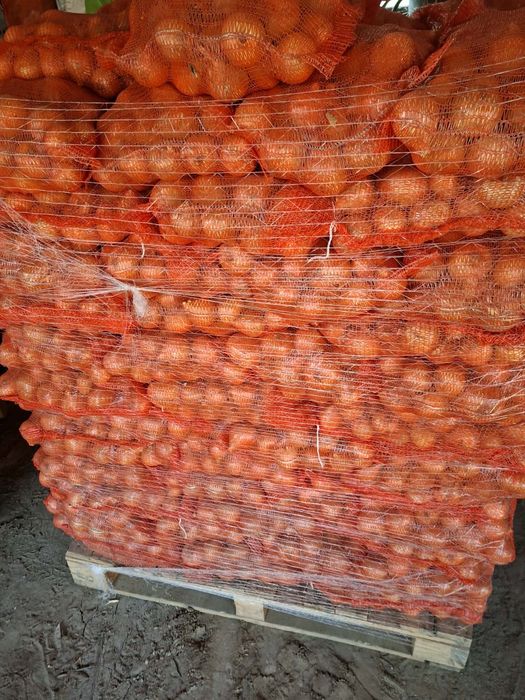Cebula  dymka ..