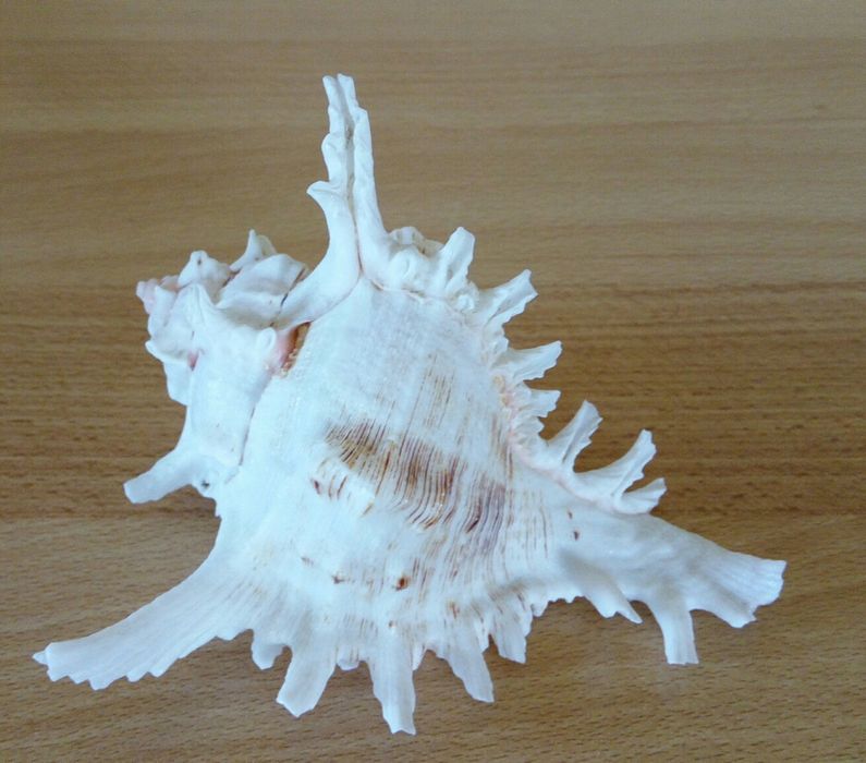 Натуральна  раковина